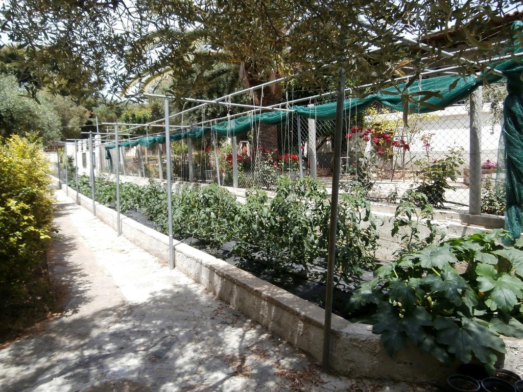 Olive House Daire Elia Nikitis Dış mekan fotoğraf